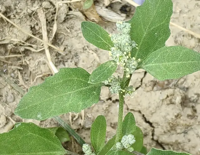 认识12种农村常见的野草