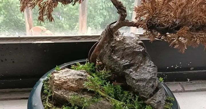 家里枯盆栽别扔！教你一招，越养越高级