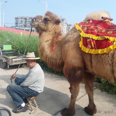 吉老六：盐城东台市时堰镇后港今天赶大集。