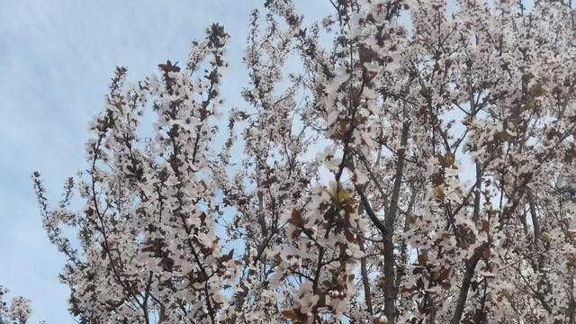 尽心就好188：和姐姐商量，明天送妈妈到