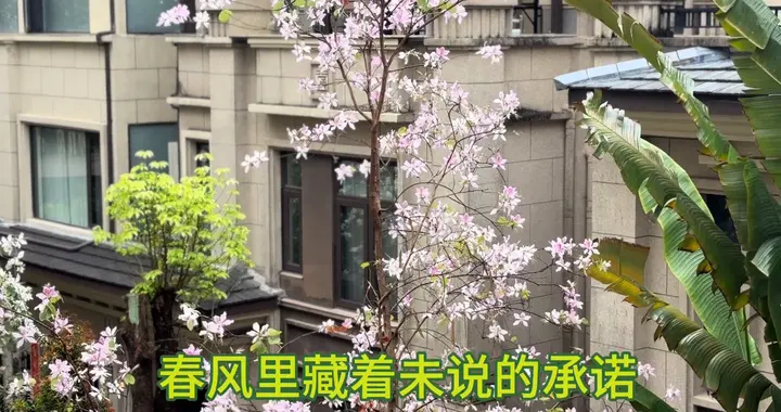 春日里的粉色绽放，繁花似锦的美丽瞬间。