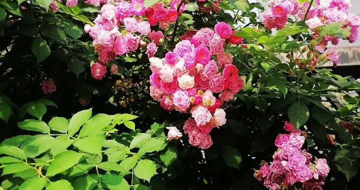 上班哪有不疯的？守护住自己的心神