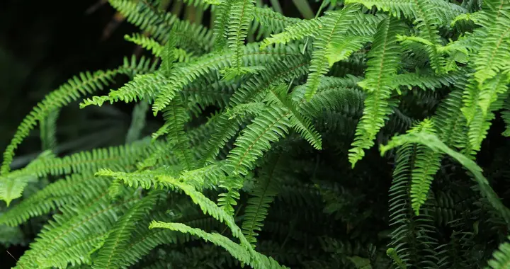 两草加一瓜，专调前列腺增生，省钱又温和！