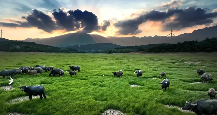鄱阳湖变成大草原，为何却禁止放牧？三峡大坝为何不补水呢？