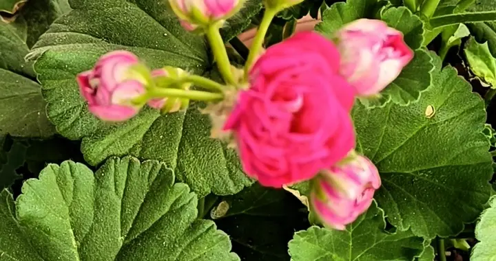 奶奶不疼孙女，最后寒的是儿媳的心。