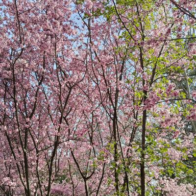 想去看最美的风景wsg：赌近盗，淫近杀