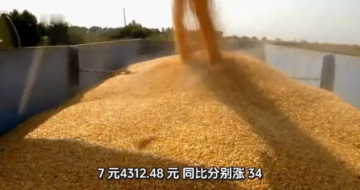 一季度四大主粮集体上涨 二季度将稳中有调