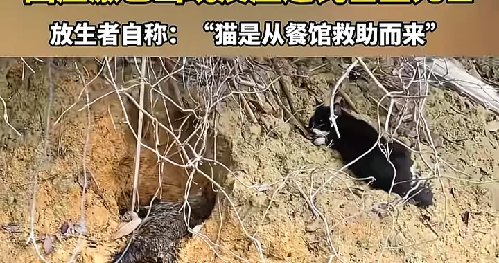 水库放猫后续：多部门介入，放生团伙果然不单纯，完整产业链被扒