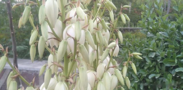 凤尾丝兰，有多少人把它和剑麻混淆在一起