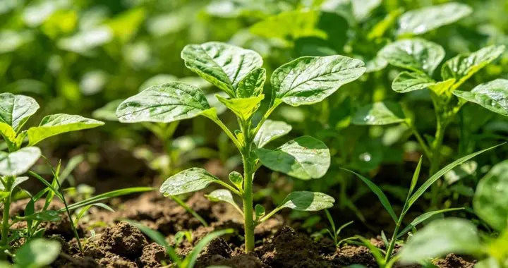5月抓紧吃这6种野菜，鲜嫩营养又便宜，吃对身体益处多