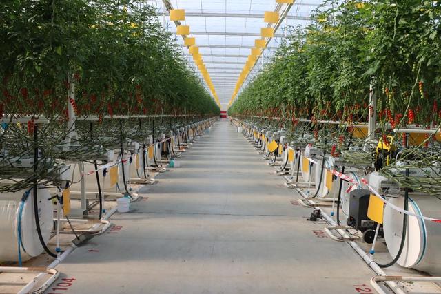 串番茄住进智能温室，开启农业种植新潮流！