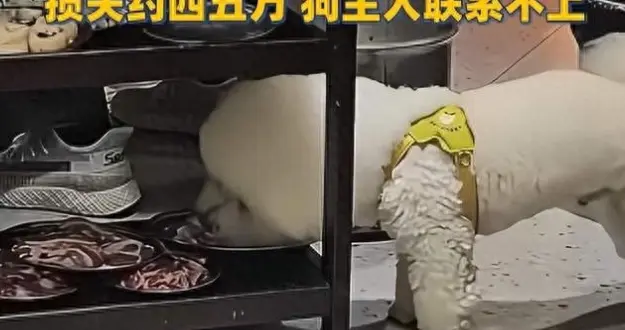 湖南烤肉店泰迪偷吃后续：餐具全销毁，损失四五万，狗主人失联了