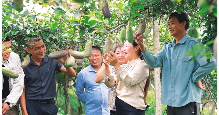 因籽太多遭嫌弃！21年广西农妇千选18棵，如今翻身成抢手“金果”