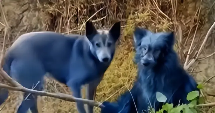 切尔诺贝利禁区发现蓝色狗！40年演变基因已变异，难道又进化了？