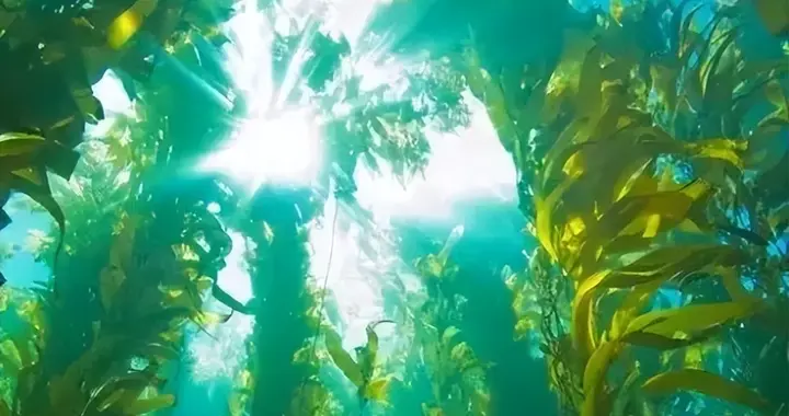 鱼蛋白肥料的作用