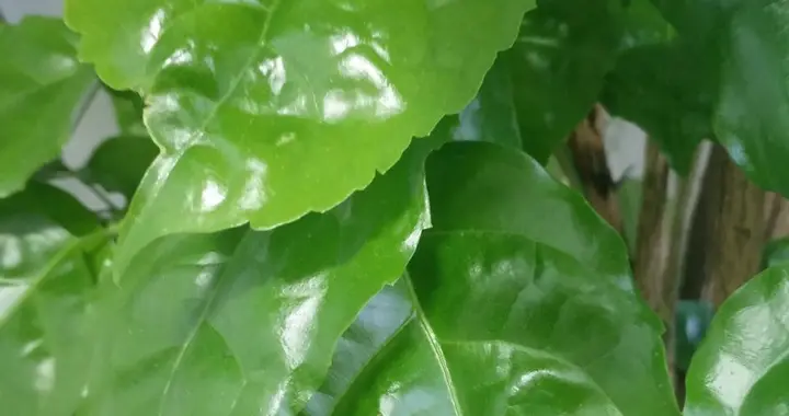 秋养幸福树，牢记“1多2少”！叶片翠绿不落叶，旺家又招财