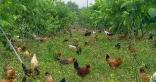 巜土鸡：藏在山林间的生态致富经》