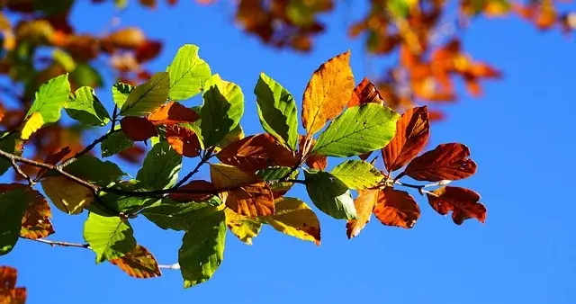 2026年，计划投入200万元到亚马逊新品上