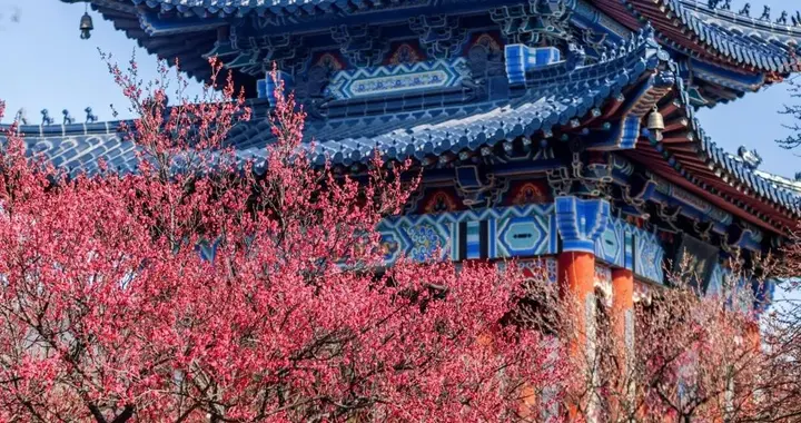 金陵梅开雪初融，暗香漫过六朝风