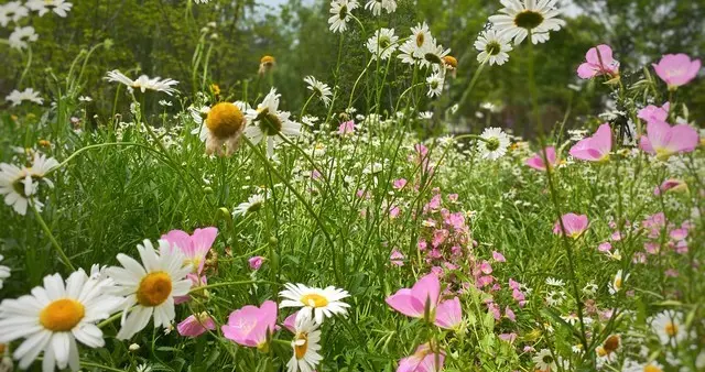 小小说：家花不如野花香