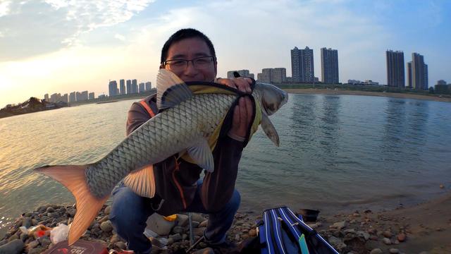 浅谈夏季流水作钓，鳊鱼很多草鲤也来，方法不对肯定走空