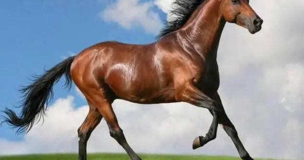 处于十二生肖C位的马，从古时到今天，书写了怎样的午马华章？