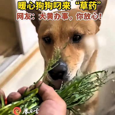 林中小憩听蝉鸣：“不愧是老祖宗严选！”浙