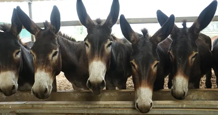 既然驴肉那么好吃，为什么不大规模养殖？