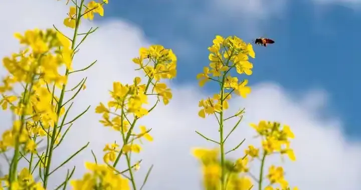 无监督的“科学打药”全是废话！油菜花期飞防将摧毁中国粮食安全