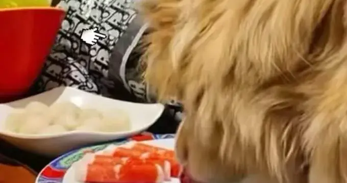 女子带狗上桌吃火锅