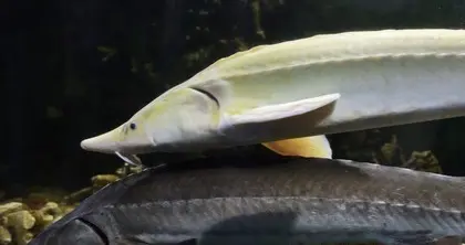 良渚文化人和中华鲟的关系