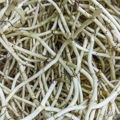 爱生活的饺子：鱼腥草（折耳根）是四川人春