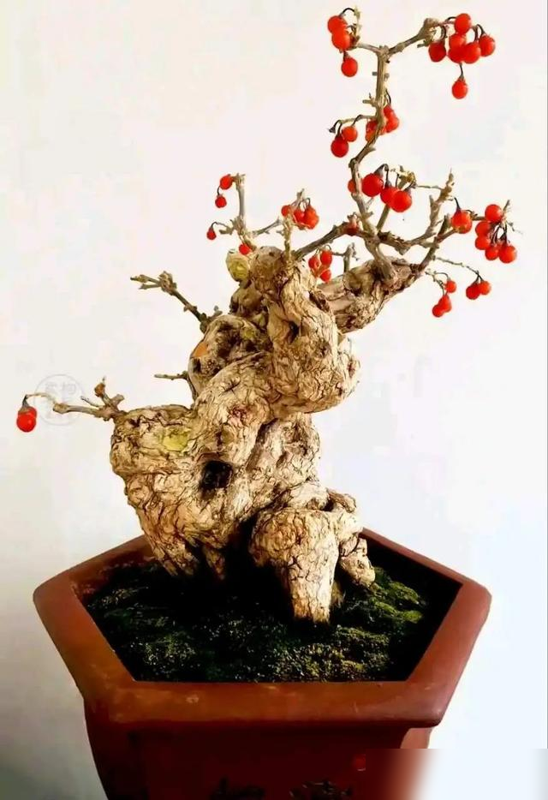 3种苍劲古朴“疙瘩树”变身精品盆景，越养越付钱