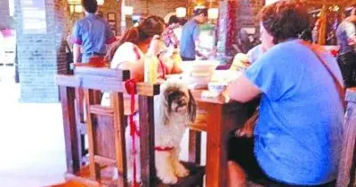 女子让狗用餐厅碗筷服务员该咋办