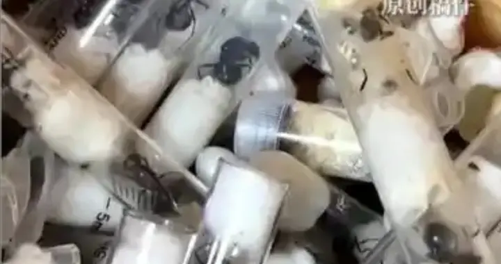 中国男子走私2200多只蚁后被抓，蚁后为何“值钱”？