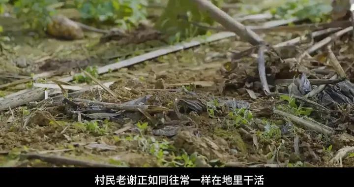 农民发现间谍准备叛逃投敌，抄起铲子阻拦，随后和间谍扭打在一起