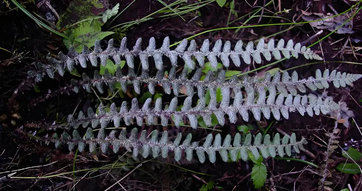 在野外看到这种植物千万别摘回家