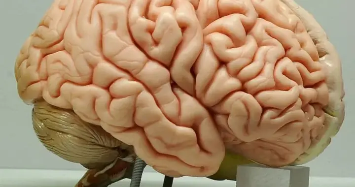 新型医疗芯片可以游过血液并附着在大脑上。