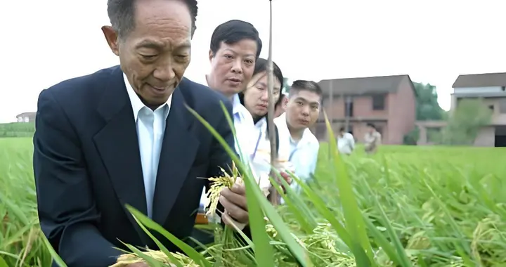 太厉害了！中国成功培育全球首个克隆杂交水稻，粮食产量或将翻倍