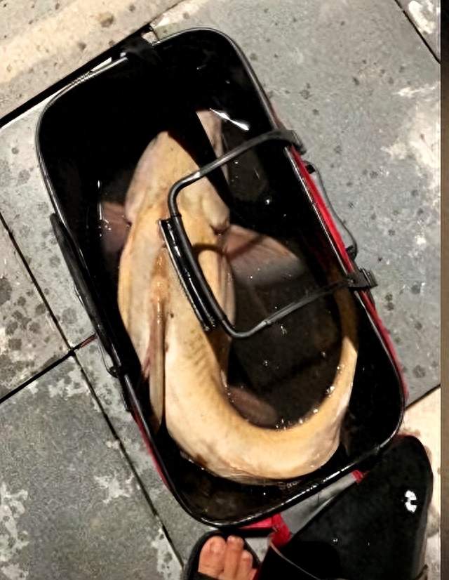 1条值0.5个W？重庆男子钓到1条近10斤淡水鱼！网友：2800元卖给我