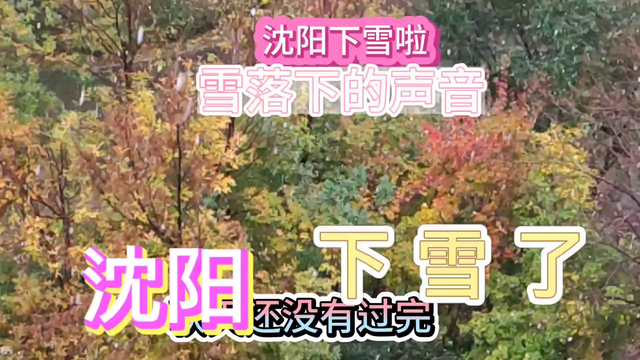 沈阳下雪啦！我在听雪落下的声音