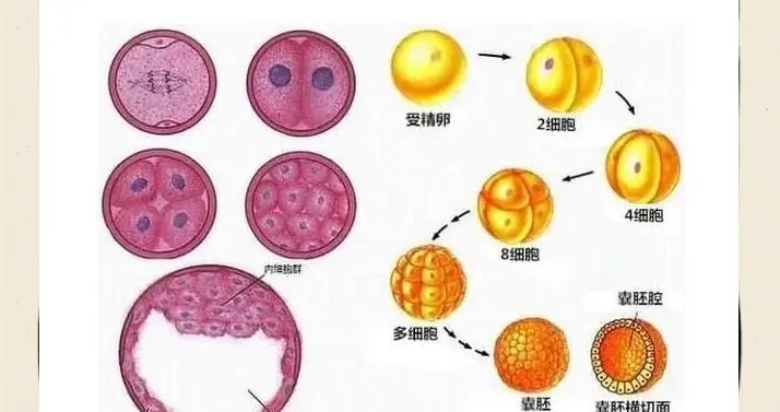 破两大视角局限！双图架构解锁胚胎奥秘，疾病诊断添新工具