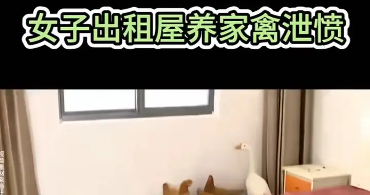 租房押金纠纷引极端反击：租客养鸡鸭维权引热议合法途径才是底线