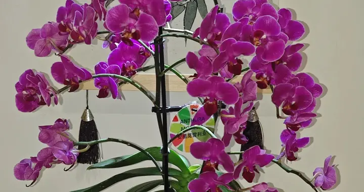 若不差钱，立秋后这5种花建议尽快养起来，真能提升生活幸福感！