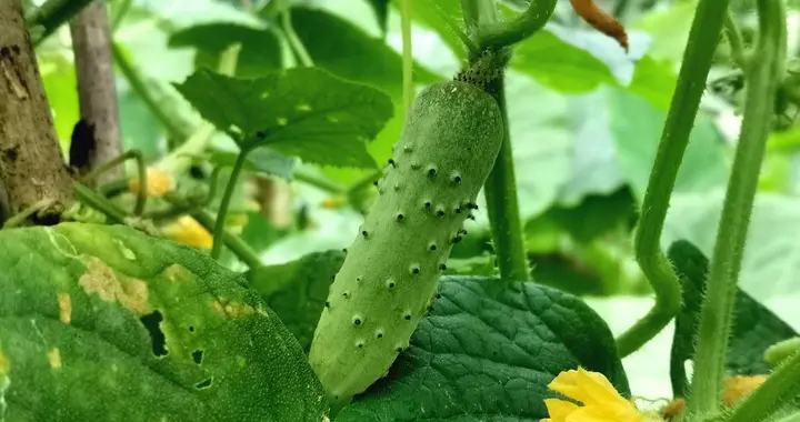 芒种适合种植哪些蔬菜和作物？这些抓紧种，有的错过就不能种了