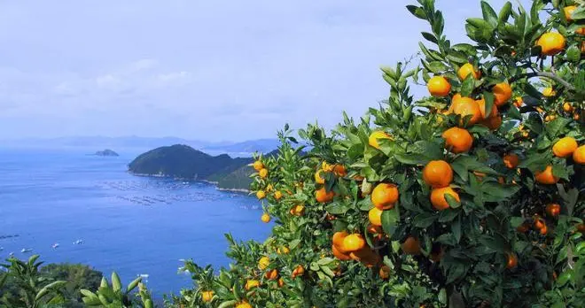 柑橘月子肥精准施用技术：从树势恢复到丰产奠基的科学策略