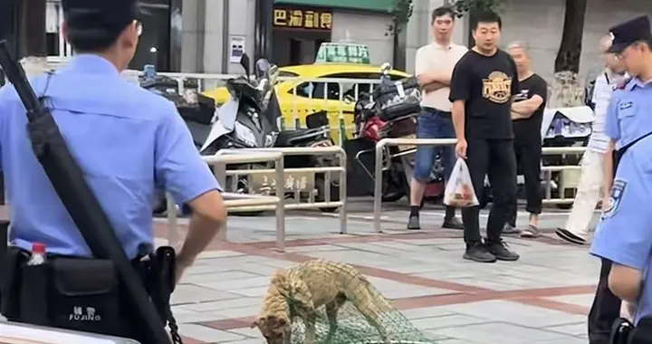 重庆一流浪狗被警方当街抓住，不少爱心人士呼吁妥善处置