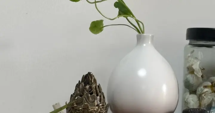 湖南一45岁姐姐，铜钱草放花瓶养，2年长成“不老神话”，好治愈