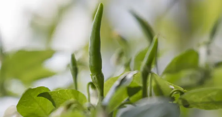 辣椒结果期的肥水管理及病虫害防治