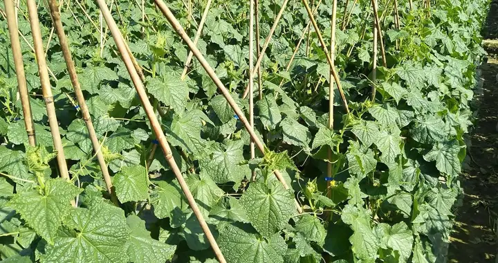 黄瓜、豆角、南瓜、辣椒等蔬菜，最晚能种到什么时候？可别乱种